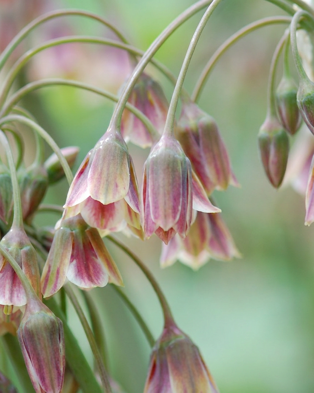 160x Allium Siculum - Sizilianischer Honiglauch - Creme und Rosa - Sommerblüher - Zwiebelgröße 10/12