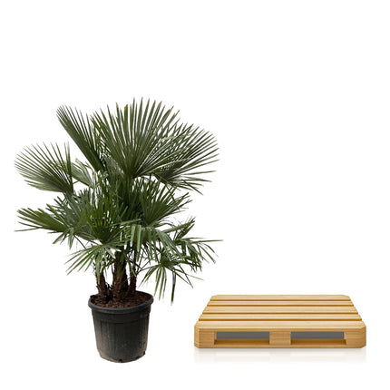 Trachycarpus multi tallo - 230cm- Ø50 - 🚚 Envío Gratis