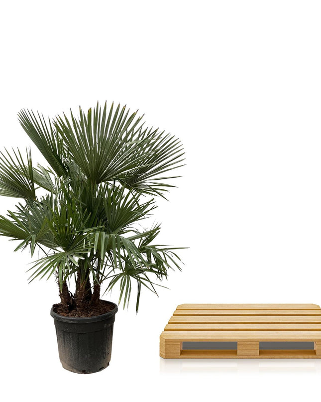 Trachycarpus multi tronco - 230cm- Ø50 - 🚚 Spedizione Gratuita