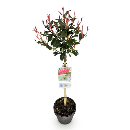 Photinia fraseri Carre Rouge – Terrassenpflanze – immergrün – winterhart – grün-rotes Blatt – Topf 19cm Höhe 90cm