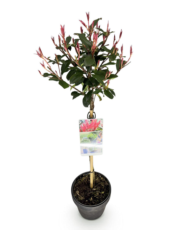 Photinia fraseri Carre Rouge – Terrassenpflanze – immergrün – winterhart – grün-rotes Blatt – Topf 19cm Höhe 90cm