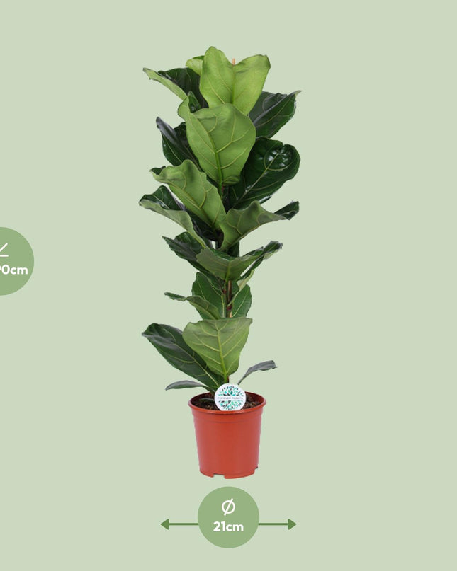 Ficus Lyrata - Ø21cm - ↕90cm