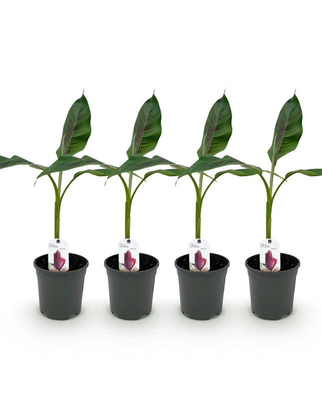 Bananen plant - 4 planten - Musa sikkemensis Red Tiger - Winterhard - Pot 17cm Hoogte 40cm
