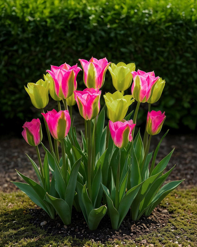 Bloembollen - Tulp Strawberry Lemonade - Diversen Kleuren - 12 stuks - Bolmaat 11/12 - XXL Pack