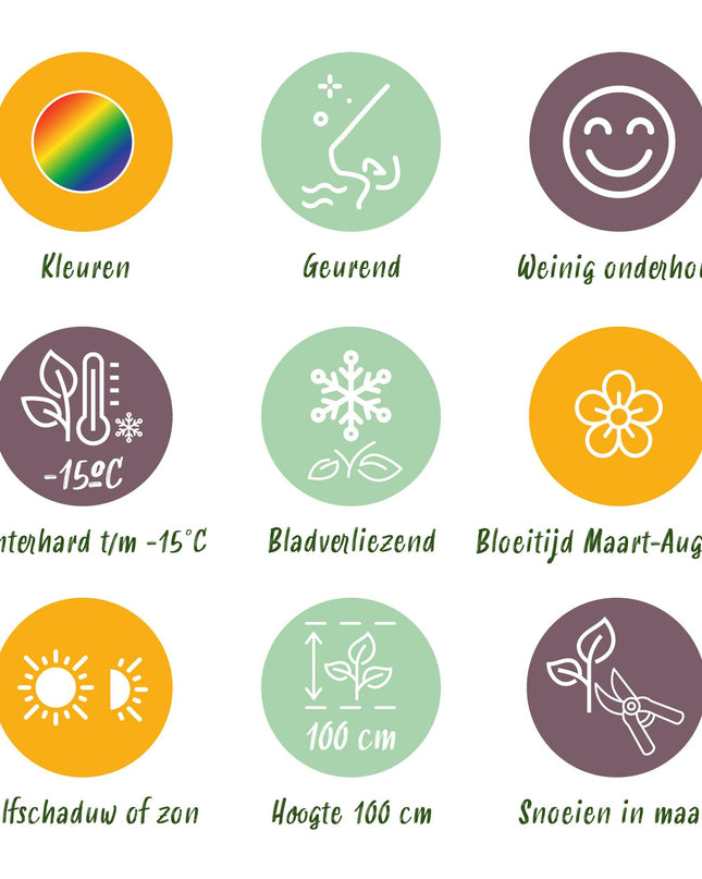 Borderpakket - Geurend - 8 Vaste planten - 1 m2 - Diversen kleuren - Weinig Onderhoud - Pot 11cm
