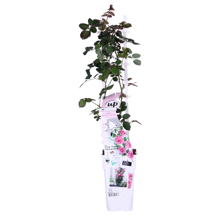 Rosa Crazy in love 'Pink' - Roze Roos - Ø15cm - ↕65cm