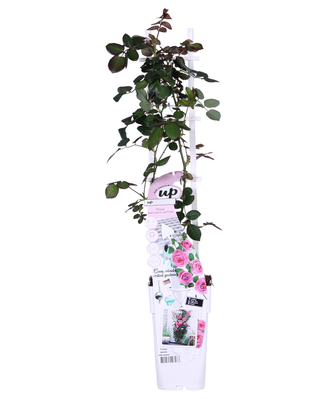 Rosa Crazy in love 'Pink' - Roze Roos - Ø15cm - ↕65cm