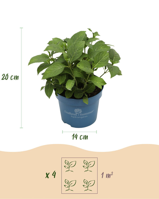 Hortensia Rood - Hydrangea Endles Summer Summer Love Red - 8 Planten - Pot 14cm - Hoogte 20-25cm