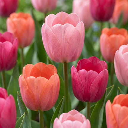 80x Tulipa Positive Vibe - Tulipán Positive Vibe - Varios - Planta de floración primaveral - Tamaño del bulbo 11/12