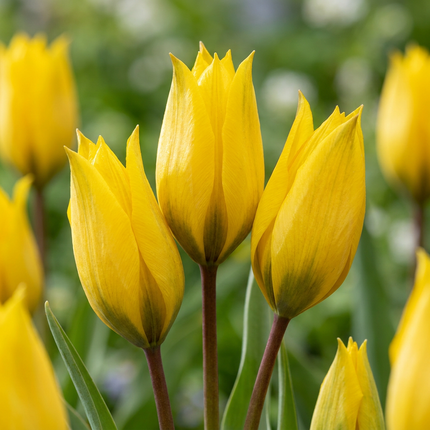 160x Tulipa Sylvestris – Waldtulpe – Gelb – Verwilderungszwiebel – Zwiebelgröße 5/6