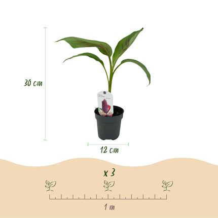Bananen plant - 4 planten - Musa sikkemensis Red Tiger - Winterhard - Pot 12cm Hoogte 30cm