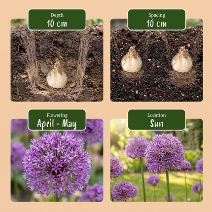 320x Bulb Garden Allium - Mélange d'ails ornementaux pour jardin de bulbes - Divers - Floraison estivale - Calibre du bulbe 10/12