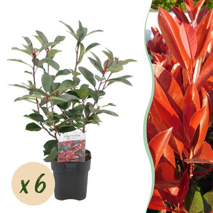 Plantas para setos - Photinia fraseri Red Robin - verde rojo - 6 unidades - 1 metro lineal - maceta 17 cm altura 50 cm