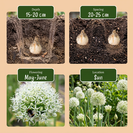 12x Allium Mount Everest - Zierlauch - Weiß - Sommerblüher - Zwiebelgröße 16/18