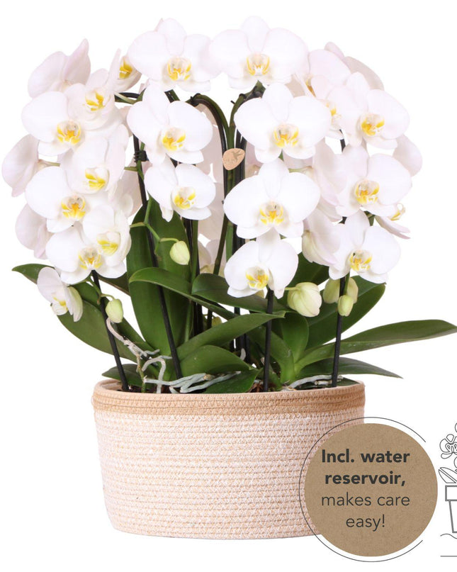 Kolibri Orchids | witte orchideeënset in Cotton Basket incl. waterreservoir | drie gebogen witte orchideeën Niagara Fall 12cm | Mono Bouquet wit met zelfvoorzienend