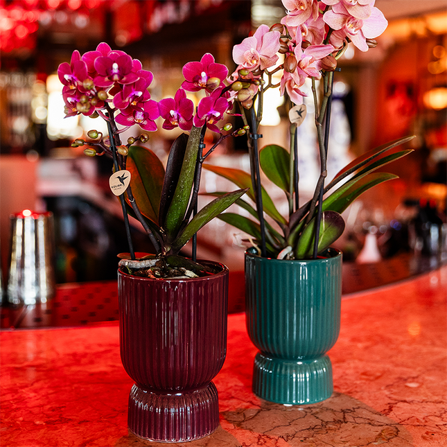 Lila Chamonix Orchidee + roter Diabolo Übertopf | Topfgröße Ø9cm | blühende Zimmerpflanze – frisch vom Züchter | inkl. Wasserstandsanzeiger