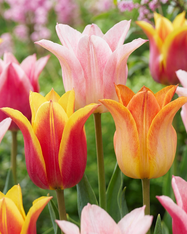 48x Tulipa Ballade mix - Lelievormige tulp Ballade mix - Diversen - Voorjaarsbloeier - Bolmaat 11/12