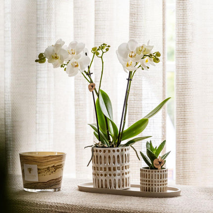 Orchidée | Ensemble de plantes Le Chic petit | Orchidée Phalaenopsis blanche Amabilis et plante grasse incluant des pots décoratifs en céramique sur un plateau organique crème
