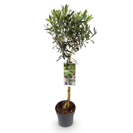 Olea Europaea - Terras Plant - Bladhoudend - Winterhard - Olijfgroen Blad - Pot 19cm Hoogte 90cm