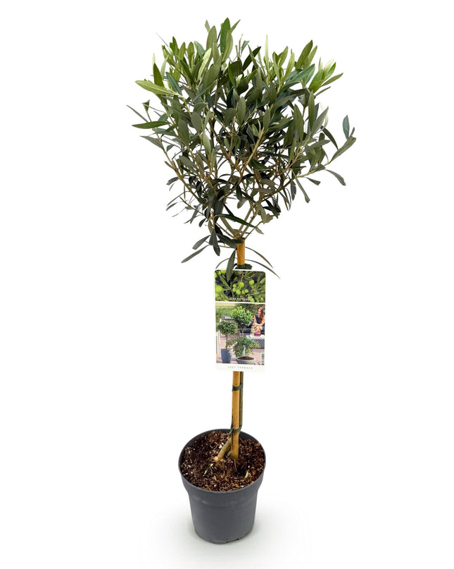 Olea Europaea - Terras Plant - Bladhoudend - Winterhard - Olijfgroen Blad - Pot 19cm Hoogte 90cm