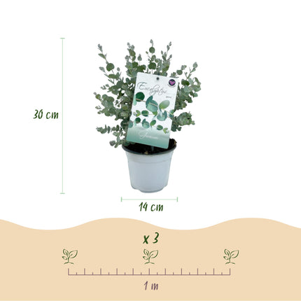 Eucalyptus boom - Eucalyptus gunni  - Grijs - 2 Planten - Winterhard - Pot 14cm Hoogte 30cm