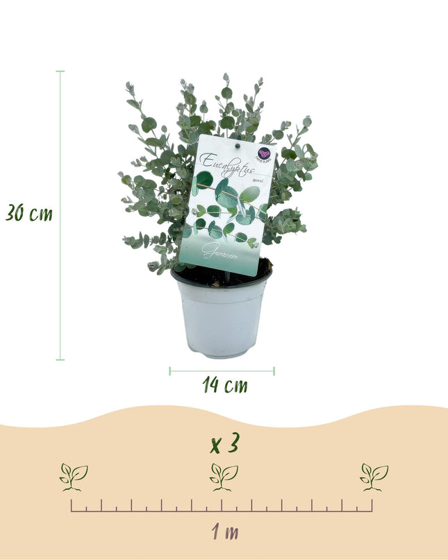 Eucalyptus boom - Eucalyptus gunni  - Grijs - 2 Planten - Winterhard - Pot 14cm Hoogte 30cm