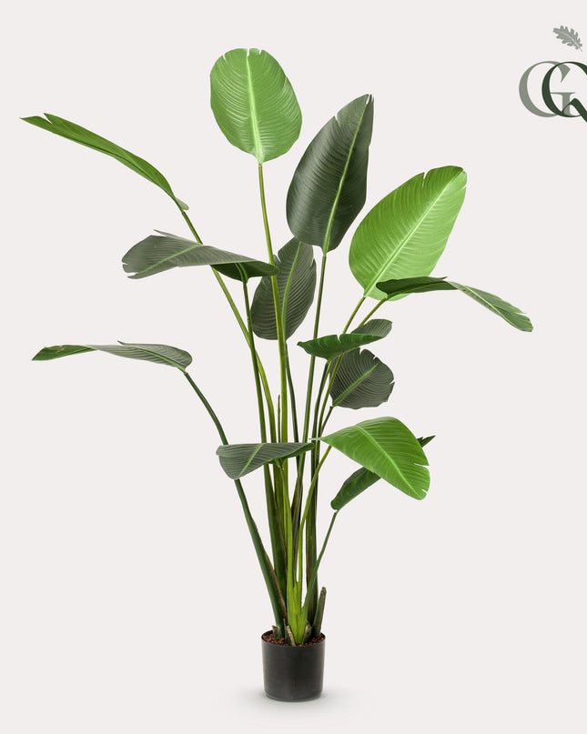 Kunstplant - Strelitzia Nicolai - Paradijsvogelbloem -  ↕ 230cm