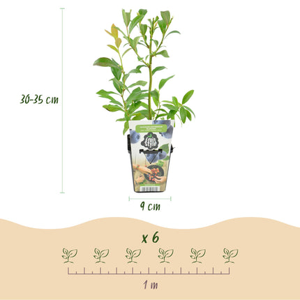 Piante di Mirtillo - 6 Piante - Vaccinium corymbossum Bluegold - Resistente all'Inverno - Vaso 9 cm - Mirtillo