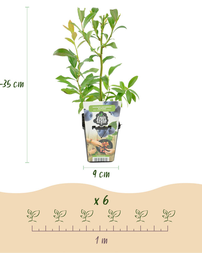 Piante di Mirtillo - 6 Piante - Vaccinium corymbossum Bluegold - Resistente all'Inverno - Vaso 9 cm - Mirtillo