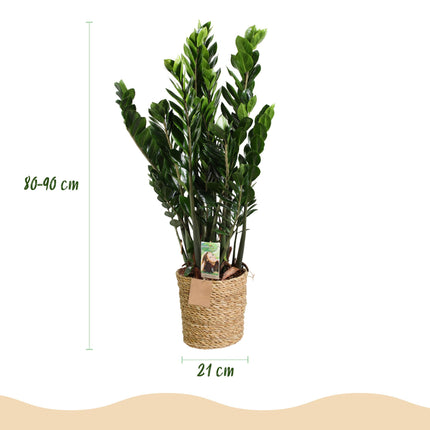 Zamioculcas - Glücksfeder + Mand - Topf 21 cm - Höhe 80-90 cm