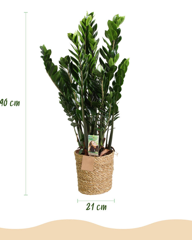 Zamioculcas - Glücksfeder + Mand - Topf 21 cm - Höhe 80-90 cm
