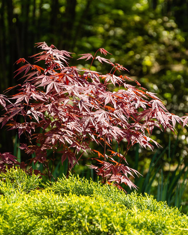 Acero giapponese - Acer palmatum Atropurpureum - Viola - 2 pezzi - Vaso 19cm Altezza 70cm