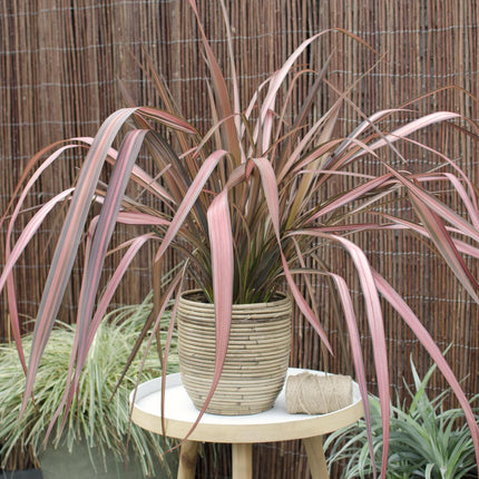 Phormium 'Pink Flamingo' - Ø14cm - ↕50cm