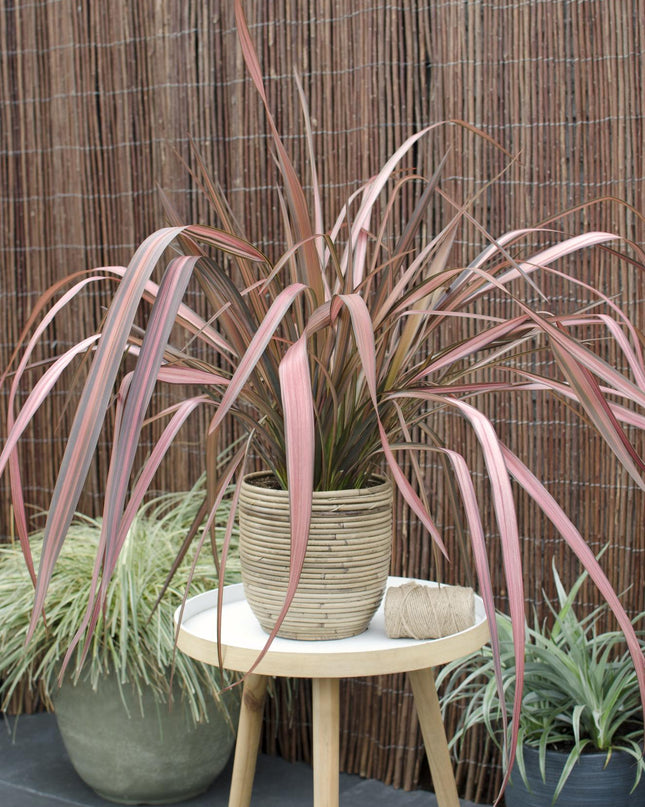 Phormium 'Pink Flamingo' - Ø14cm - ↕50cm