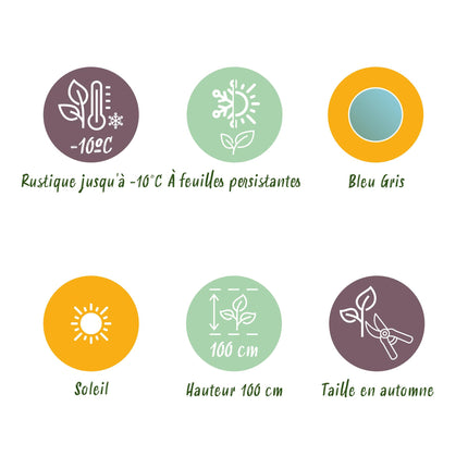 Eucalyptus boom - Eucalyptus gunni  - Grijs - 2 Planten - Winterhard - Pot 14cm Hoogte 30cm