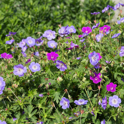 Borderpakket - Bodembedekkend - 24 Vaste planten - 3 m2 - Diversen kleuren - Weinig Onderhoud - Pot 11cm