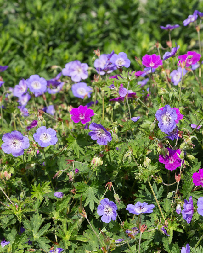 Borderpakket - Bodembedekkend - 24 Vaste planten - 3 m2 - Diversen kleuren - Weinig Onderhoud - Pot 11cm