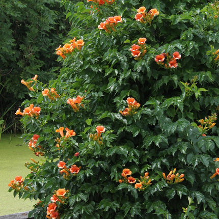 Campsis Indian Summer - Trompetbloem Oranje - Ø15cm - ↕65cm - Ø15 - ↨65cm