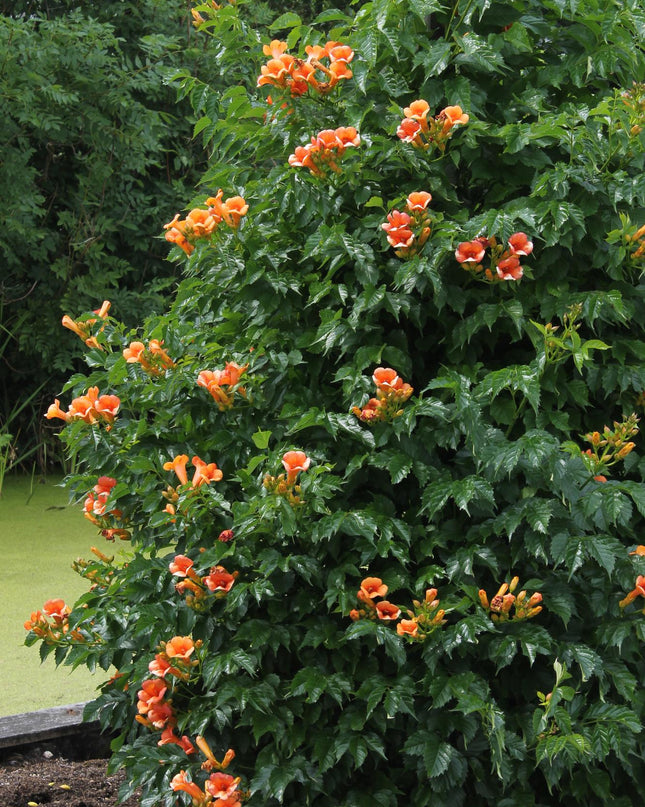Campsis Indian Summer - Trompetbloem Oranje - Ø15cm - ↕65cm - Ø15 - ↨65cm