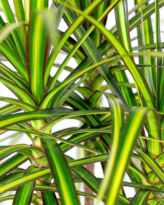 Dracaena Sunray - Albero del Sangue di Drago + cesta - Vaso 21cm - Altezza 90-100cm