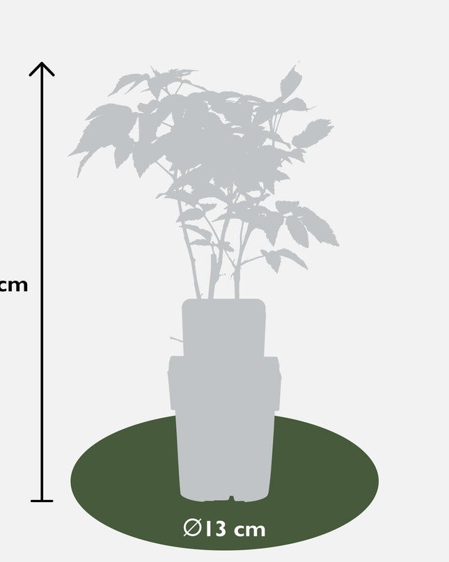 Rubus idaeus 'Malling Promise' - Framboos - Ø13cm - ↕45cm