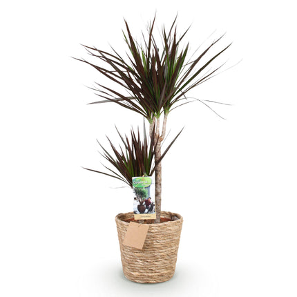 Dracaena Magenta - Drakenbloedboom + cesta - Maceta 21cm - Altura 90-100cm