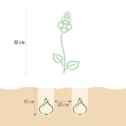 Bloembollen - Camassia Leichtlinii Mix - Kleur Paars en Wit - 5 stuks - Bolmaat 12/14 - XXL Pack