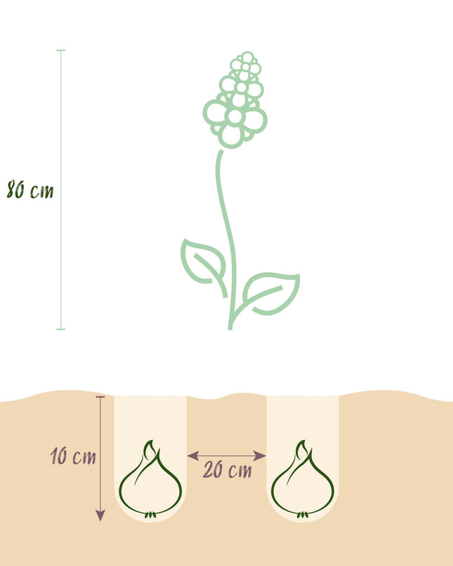 Bloembollen - Camassia Leichtlinii Mix - Kleur Paars en Wit - 5 stuks - Bolmaat 12/14 - XXL Pack