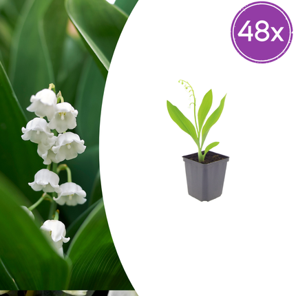 48x Convallaria majalis - ↕10-25cm - Ø9cm