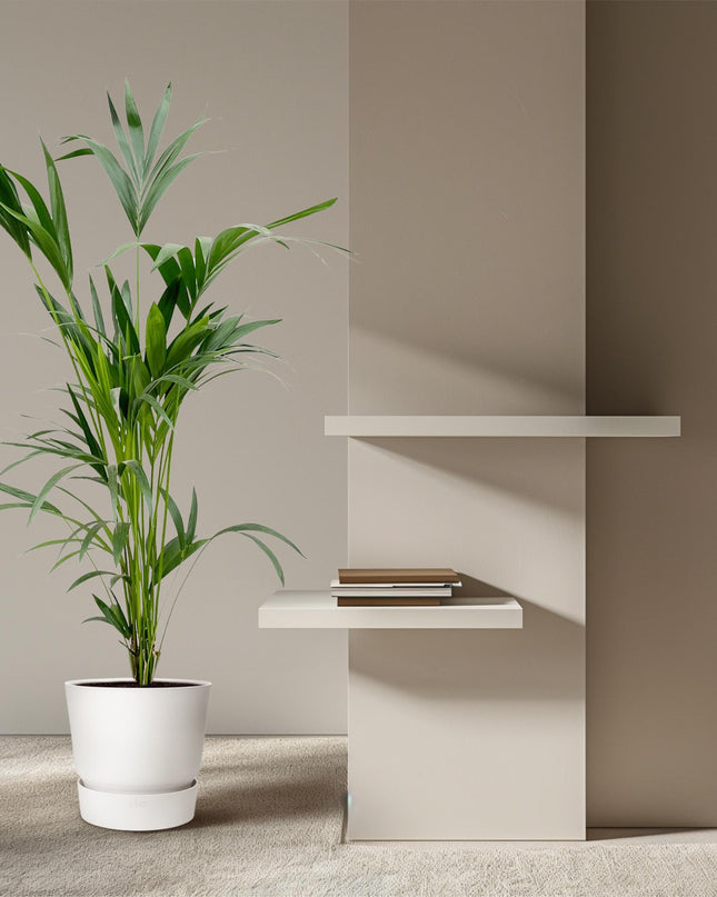 Kentia palm - 160cm - Ø24