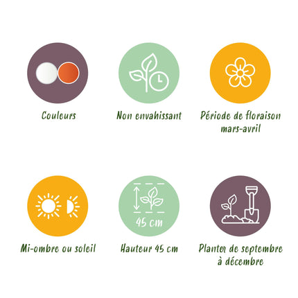 Bloembollen - Narcis Replete - Kleur Wit en Oranje - 10 stuks - Bolmaat 10/12 - XXL Pack