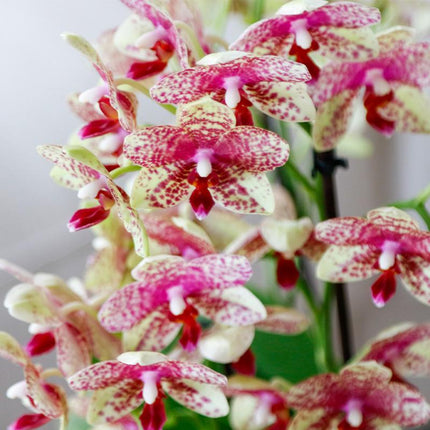 Orquídea | Orquídea phalaenopsis naranja amarilla maceta Ø9cm | Grosseto | planta de interior en flor - fresca del cultivador