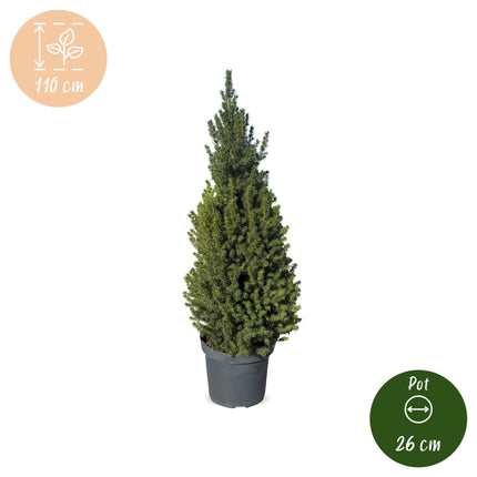 Kerstboom - Picea glauca Conica - Kegelspar - Ø26cm - ↕110cm