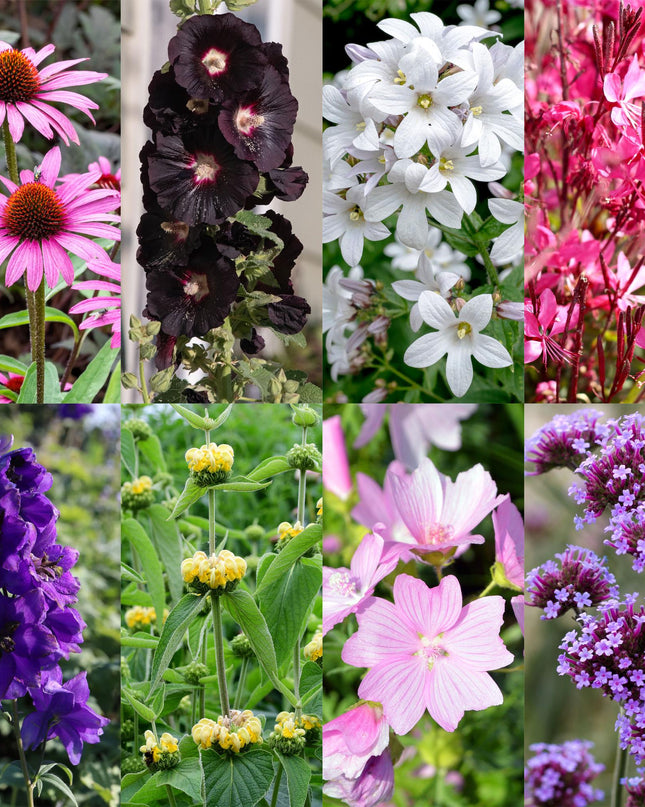 Borderpakket - Bijen en Vlinderlokkend - 8 Vaste planten - 1 m2 - Diversen kleuren - Weinig Onderhoud - Pot 11cm